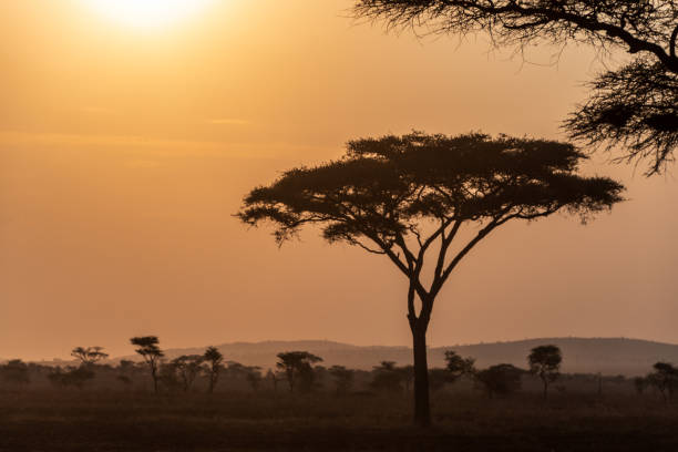 istock Sunset in the Serengeti 2184622788