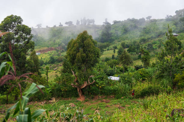 istock Near Africas rift valley 2184622794