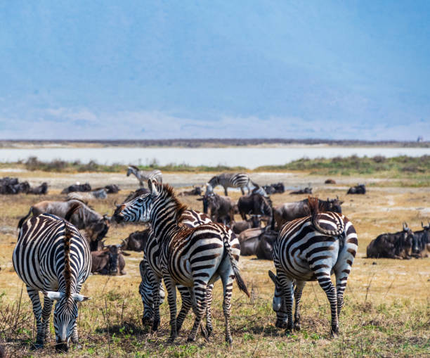 istock Zebra in the Ngorogoro Crater 2184622850