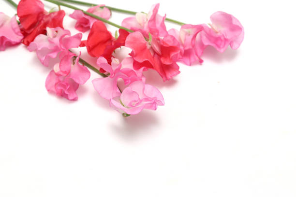 Pink sweet pea flowers isolated on a white background.