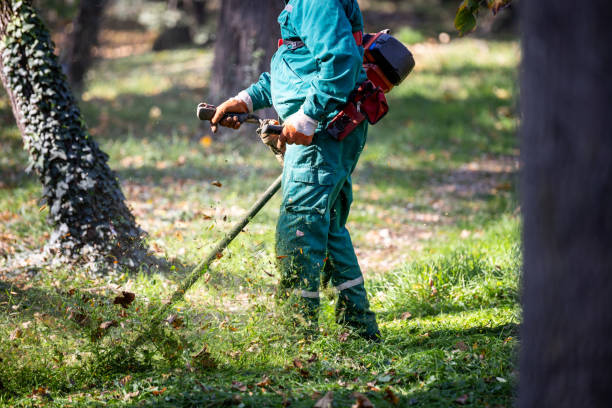 istock A groundskeeper uses a string trimmer to maintain a grassy area in a park during a sunny afternoon in fall 2184628060