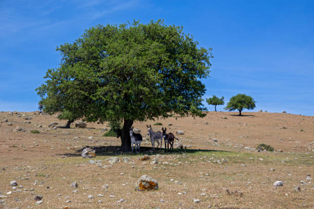 Donkeys resting in the shade of an oak tree on the plateaus of Mount Ida.