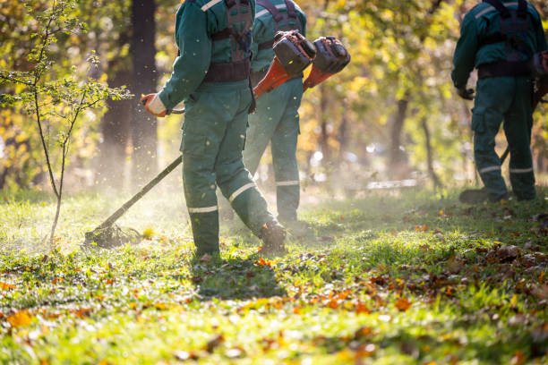 istock Workers engaged in land maintenance using trimmers in a sunlit forest area, showcasing teamwork during a fall afternoon 2184628487