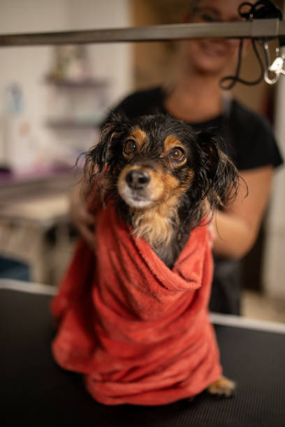 istock Cute dog is being dried after bath 2184628820