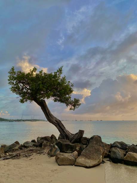 istock Beautiful Tropical Tree with a Cloudy Sky and a Beach in Martinique 2184630913