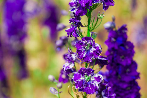 istock beautiful flowers growing on Confetti fields 2184631063