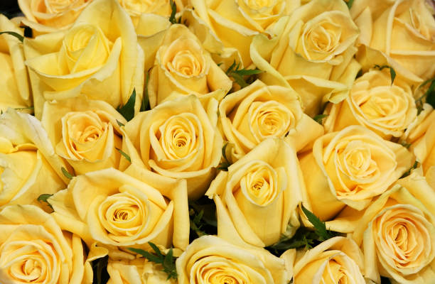 istock Flower background of yellow rose 2184632696
