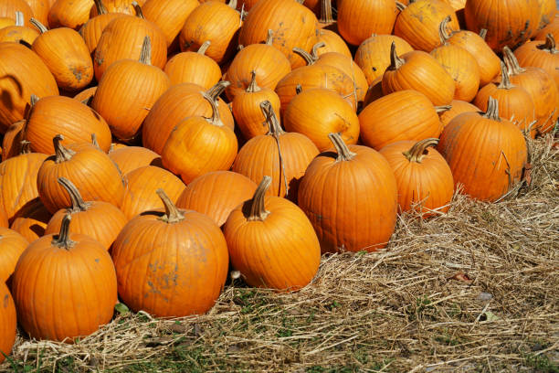 istock pumpkin harvest in autumn season 2184632736