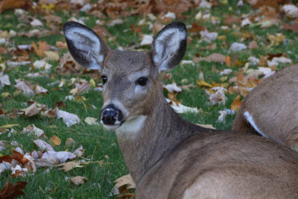 istock Deer In an Autumn Landscape 2184633079