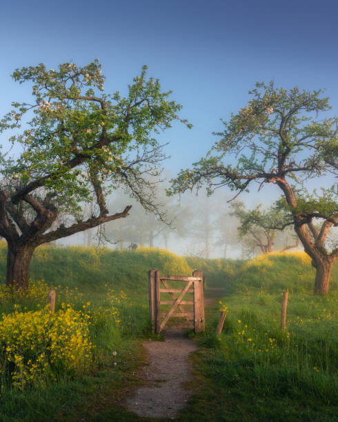 Tranquil Countryside Gate in Misty Morning Light in Netherlands