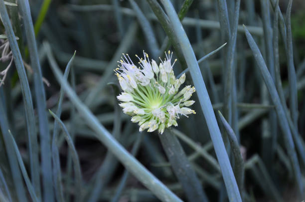 The beautiful chive flower (Allium schoenoprasum) in the garden in the backyard