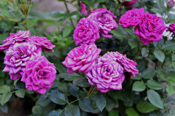 Rose bush full of pink, white and pink roses in backyard garden