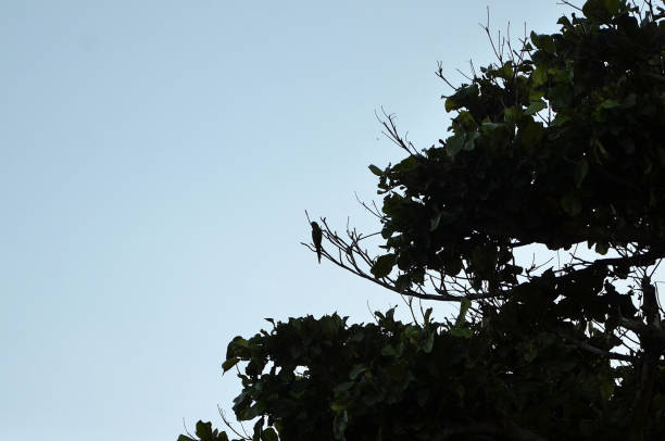 A partridge macaw (Psittacara-leucophthalma) rests on the branch of the Terminalia catappa tree.
