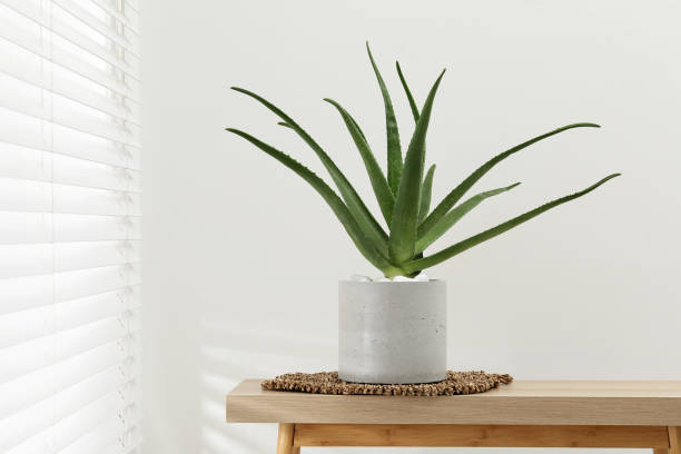 istock Beautiful potted aloe vera plant on table indoors, space for text 2184640017