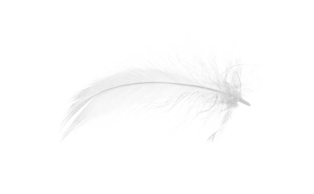 istock Beautiful fluffy bird feather isolated on white 2184640026