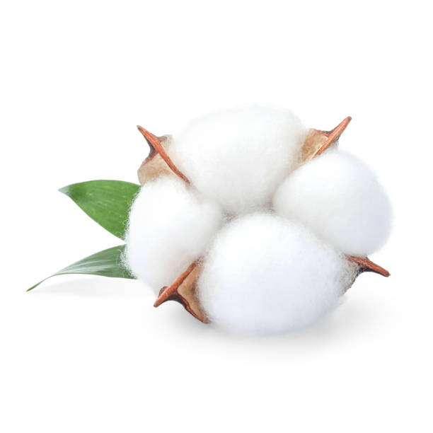 istock One fluffy cotton flower with leaves isolated on white 2184640031