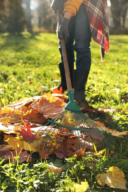 istock Woman raking fall leaves in park, closeup 2184640035