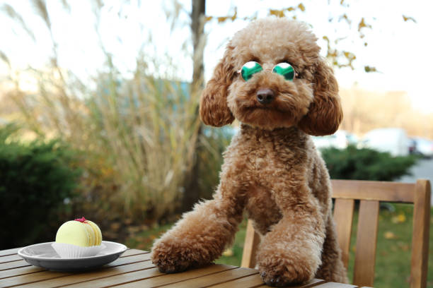 istock Cute fluffy dog with sunglasses at table in outdoor cafe. Space for text 2184640052