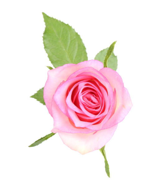 istock One beautiful pink rose isolated on white 2184640054