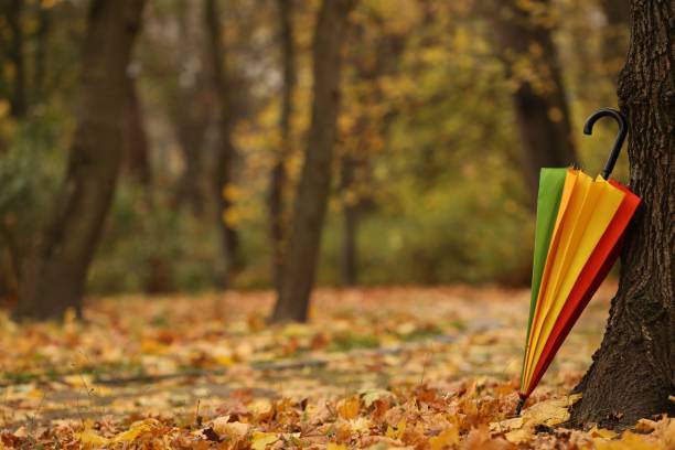 istock Closed rainbow umbrella near tree in autumn park, space for text 2184640059