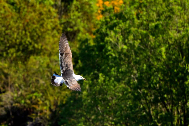 A lone white seagull goes for a leisurely flight over an Autumn-coloured forest in Etienne Brule Park in Etobicoke, Ontario.