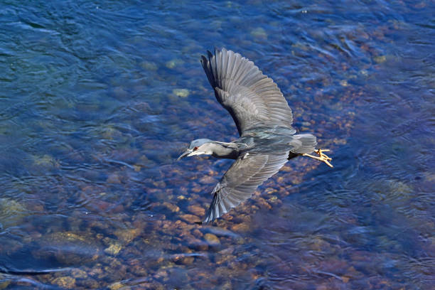 waterfowl in patagonia
