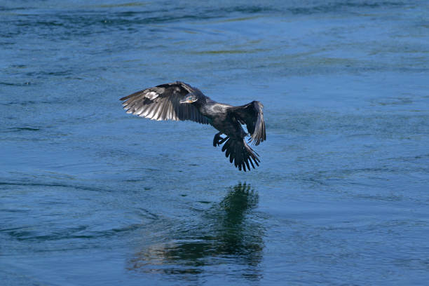 waterfowl in patagonia