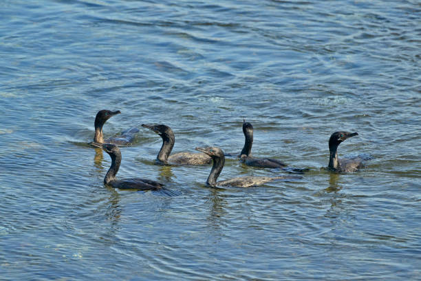 waterfowl in patagonia