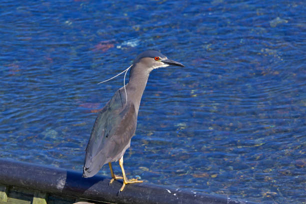 waterfowl in patagonia