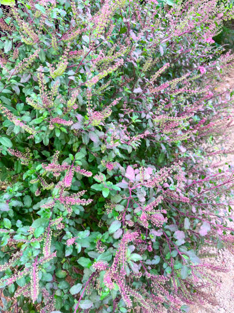istock Close-up image of flowering holy basil (Ocimum tenuiflorum) plant growing in a vegetable herb plot, scented green leaves, purple flowers, elevated view, focus on foreground 2184641645