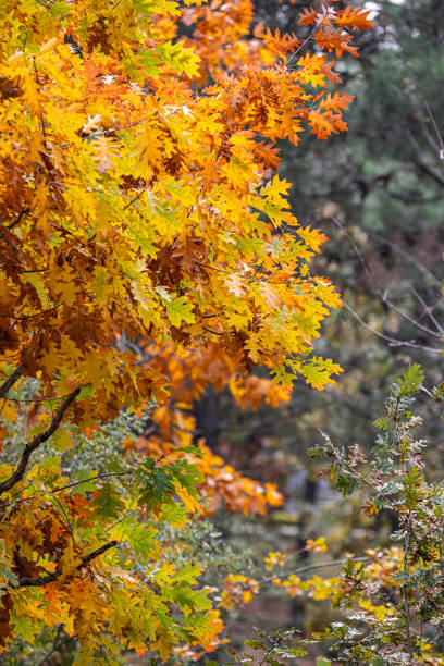 istock Autumn tree leaves. Quercus rubra, commonly called northern red oak or champion oak. Fall background. Autumn texture. 2184643423