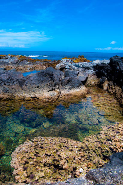 istock Hawaii coast tidepools - Maui 2184643662