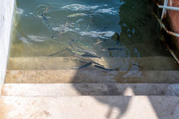 Several fish swim in clear water during a flood next to a concrete step, with shadows and light reflections.