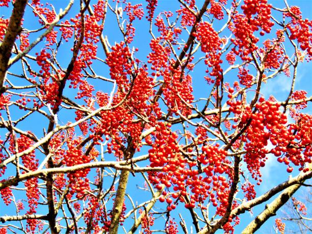 Japan, Beginning of January.