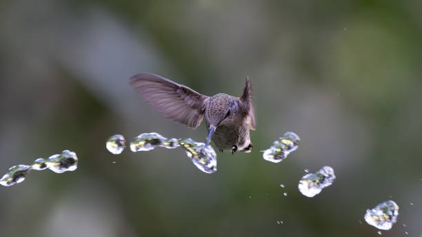 istock A droplet, a hummingbird, and a sip 2184649059