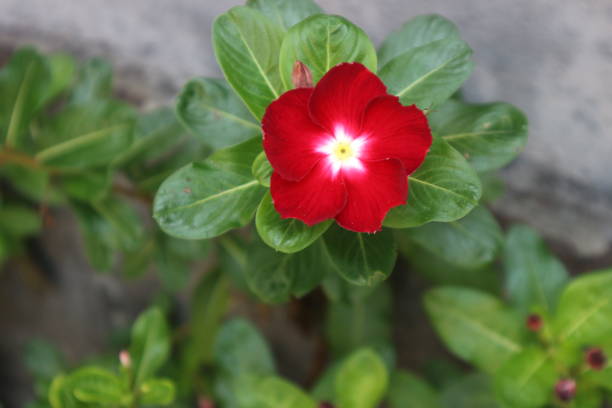 Vibrant flower amidst lush greenery, delicate pink petals with a bright yellow center, perfect for nature themes or backgrounds.