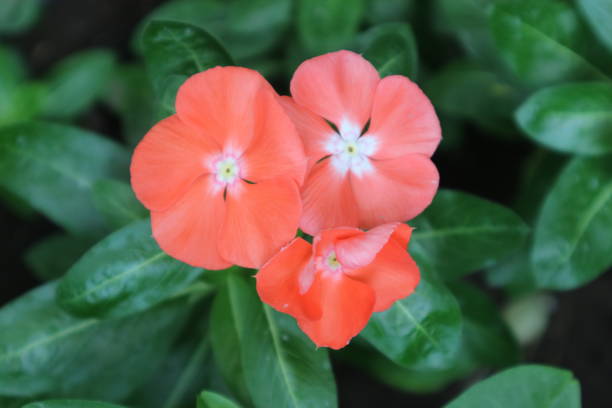 istock Catharanthus roseus plant with attractive flower colors 2184652789