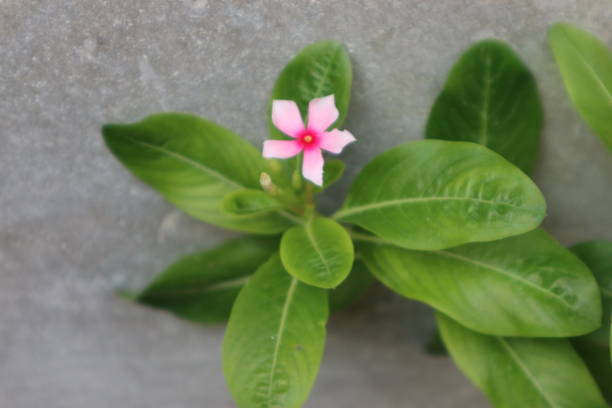 Catharanthus roseus plant with attractive flower colors