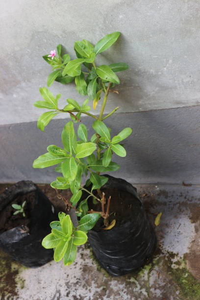 istock Catharanthus roseus plant with attractive flower colors 2184652855