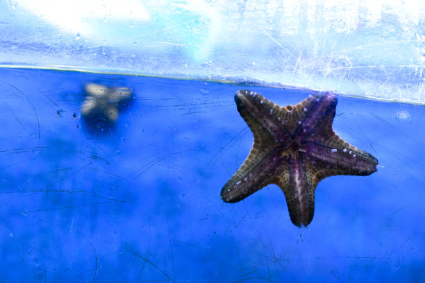 istock Starfish or Oreaster Reticulatus and it’s suckers under them 2184656176