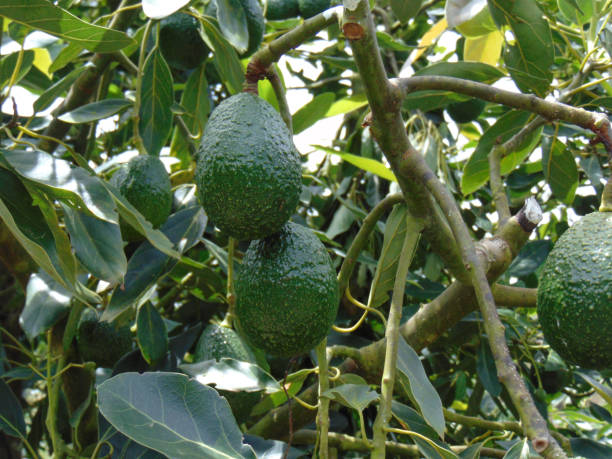 istock Avocados in harvest 2184659153