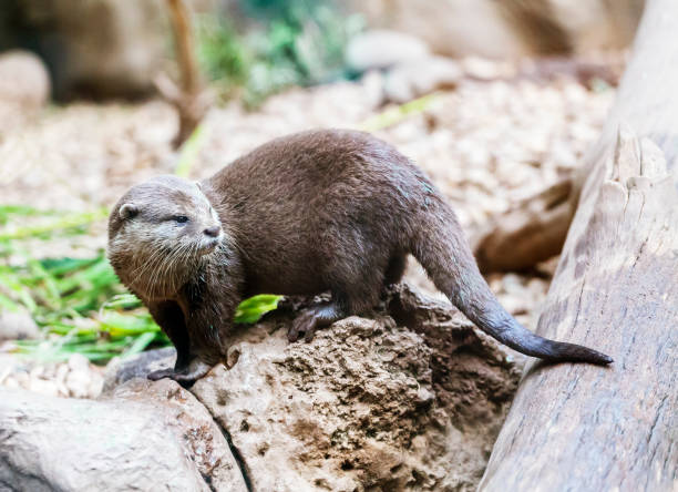 istock Brown otter looking away from the camera 2184659602