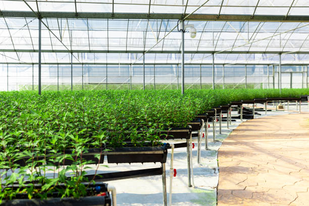Greenhouse for growing strawberry