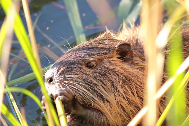 istock Close-up of a coypu eating grass 2184661893