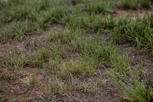 istock close up of green patchy partly dead grass lawn or backyard with copy space 2184661942