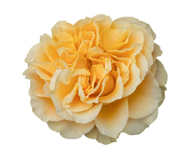 istock Rose flower isolated on white background, clipping path 2184662633