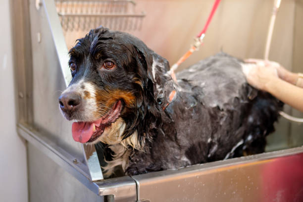 Bernese Mountain Dog having a grooming session - bath