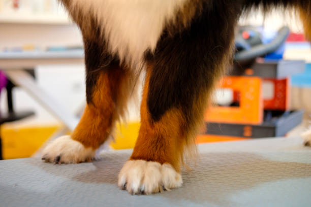 Bernese Mountain Dog having a grooming session