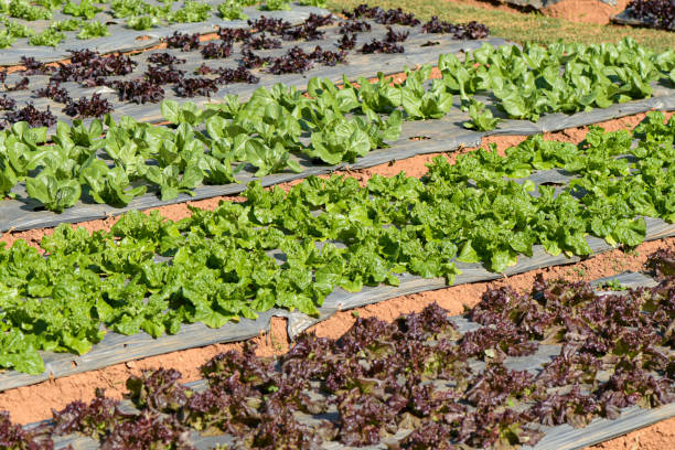 istock Large salad vegetable plots grown organically. 2184665712