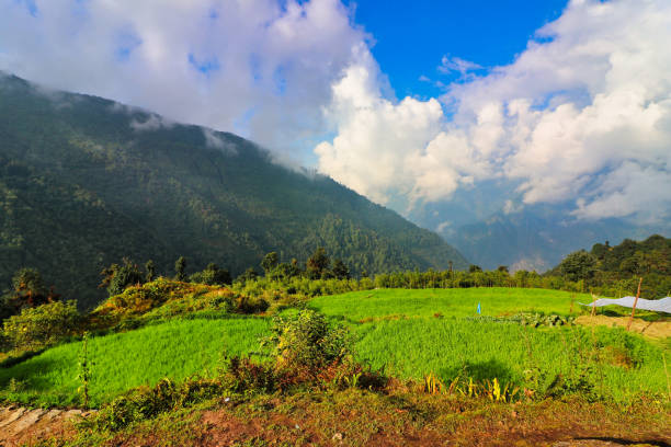 Verdant fields of buckwheat dot the hillsides of lower Nepal seen here in Paiya Village,Near Lukla,Nepal